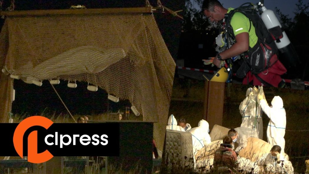 Beluga in the Seine: rescue operation