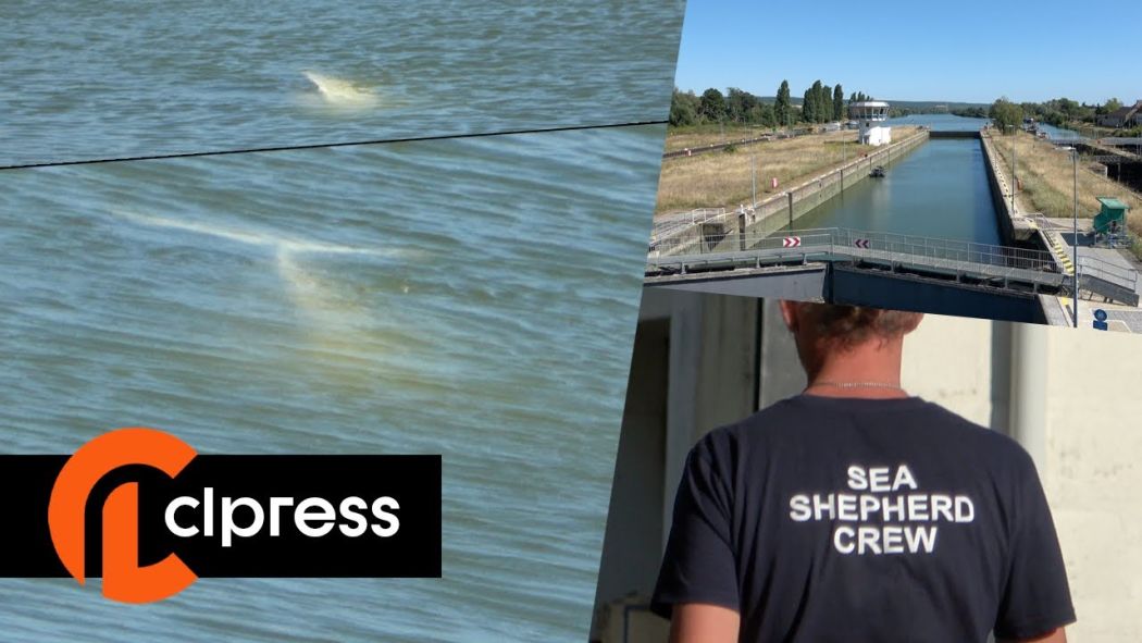 A beluga whale stuck in the Seine River between Rouen and Paris