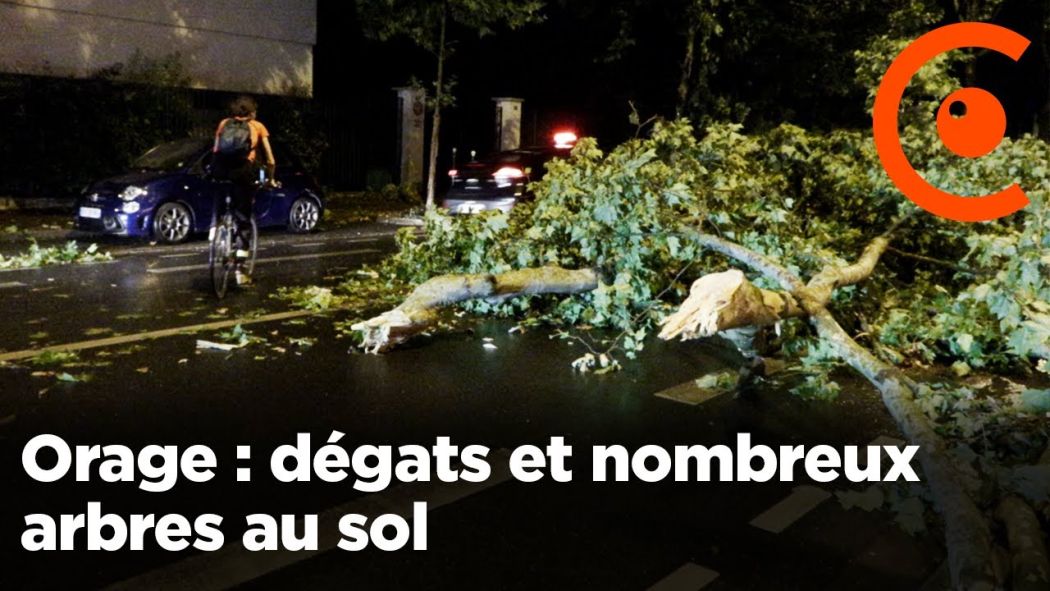 Storm: damages and fallen trees in Hauts-de-Seine.