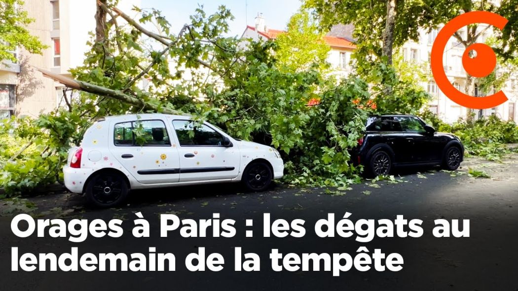 Orage à Paris : de nombreux arbres au sol, les dégâts au lendemain de la tempête