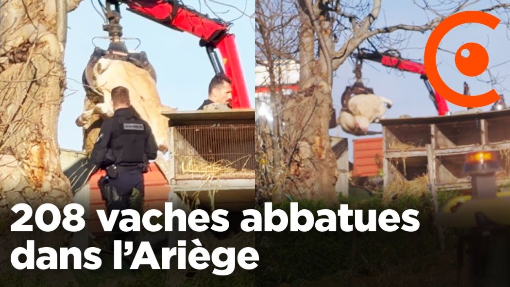 Dermatosis Crisis: 208 cows slaughtered in Ariège