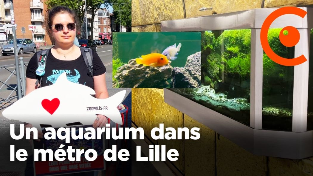 Des aquariums dans le métro lillois contestés par des pétitions