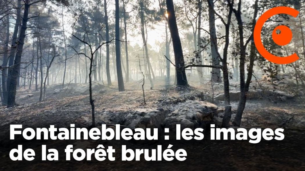 La forêt de Fontainebleau brûlée par un incendie exceptionnel en Île de France